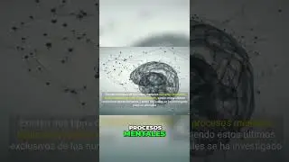 Los procesos mentales b&aacute;sicos y superiores: Diferencias y relevancia en animales