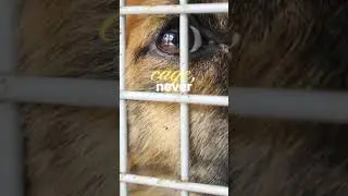 Adopt Pet, Don't Shop!