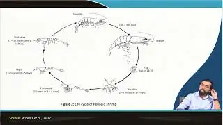 Introduction to shrimp culture