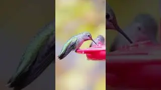 Annas hummingbirds sharing a feeder, in slow motion - part 2. #hummingbird #bird