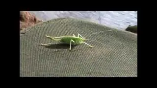 Oak bush-cricket (October 2012)