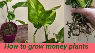 How to grow money plants in water/How to make soil media for money plants.