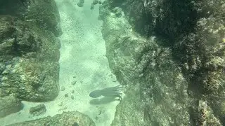 Amazing Octopus Encounter While Snorkeling Chileno Beach Cabo | Watch It Escape and Hide!