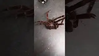 Colombian purple bloom molt #spider #tarantula