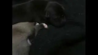 Tanyas puppy
