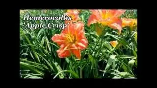Best Perennials - Hemerocallis Apple Crisp (Daylily)