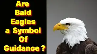 Are Bald Eagles Really Symbols of Guidance? Discover the Hidden Truth