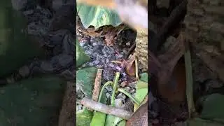 Big mother snake gives birth to her babies 😱🤔#snake