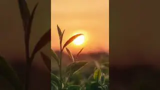 Chant the Mantra, Sanskrit - Rock Version