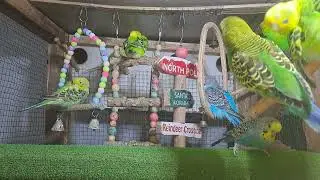Baby Parrots &ndash; Sweet Little Chicks!