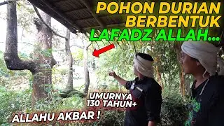 MERINDING...!! POHON DURIAN USIA 130 TAHUN DI HUTAN KANG DODDY BERBENTUK LAFADZ ALLAH !!!