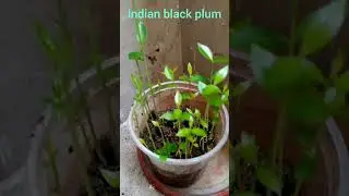 My Experimental Apartment backyard Miyawaki Forest with native Indian varieties #Saru's spice magic