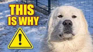 This Is Why Livestock Guardian Dogs Bond So Deeply