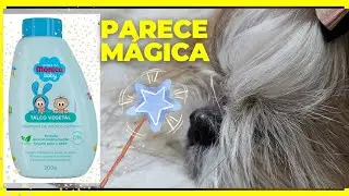 TUDO SOBRE O MELHOR TALCO PARA DESEMBARAÇAR SHIH TZU *SIMPLES E FÁCIL