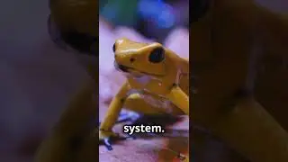 Golden Poison Dart frog #shorts #curiosity #fyp