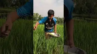 Amazing River Hook Fishing Video #fish #fishing #riverfish #handfish