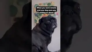 When you work remote and your dog sees you putting on shoes