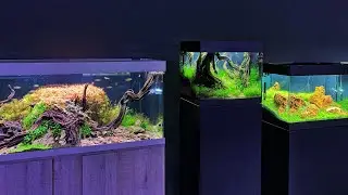 Amazing German Aquascape Specialist  -  Scapers Lounge -  Full Tour