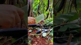 This is the best satisfying Techniques of Farming Rural village Life #satisfying #shorts #asmr
