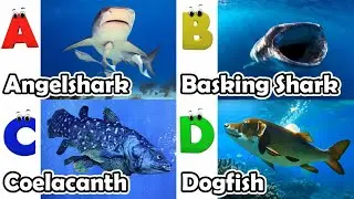 Alphabet Song with Sea Animals | ABC Learning Video for Preschool Kids | Koko Study Class