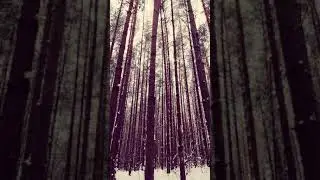 Awesome Pine Trees Winter Forest Nature Snow Background video | No copyright footage | Free Download