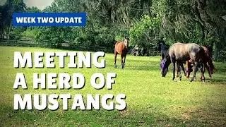 Introducing my new thoroughbred to a herd of mustangs