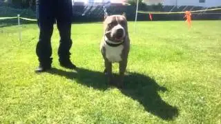 USBR BULLY SHOW 4/2/16