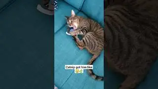 The ultimate Kitty bliss 😹
