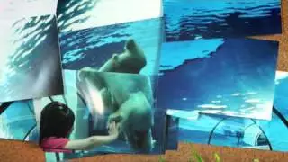 DetroitZoo_Final_CC_30_H264.mov