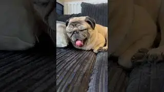 Cute Pug WAKING UP! 🥱 #cutedog #cutepuppy #cutepug