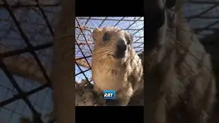 #funny #hyrax #comedy