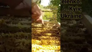 Best Ukrainian beehive of Ukrainian beekeeper Vasyl Priyatelenko. Kyiv Ukraine, 2023