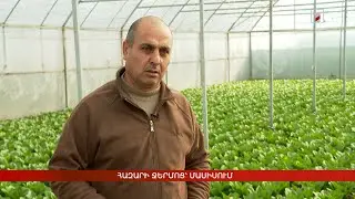 Հազարի ջերմոց՝ Մասիսում