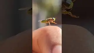 Odontomyia on my finger