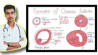 1. Histology & structure of ovary || Folliculogenesis || Species differences || by Aniket tyagi