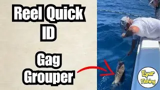 How to Identify Gag Grouper (Mycteroperca microlepis) | Saltwater Fish ID