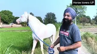 गर्मियों की घोड़े की खुराक। Summer diet of horses.
