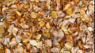 Leaves & branches sound effect
