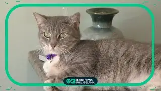 Philadelphia animal welfare society PAWS holding name-your-own-fee cat adoption event