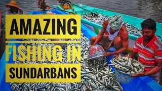 Amazing Fishing in Sundarbans ||  World largest Mangrove Forest ||  #FISHING