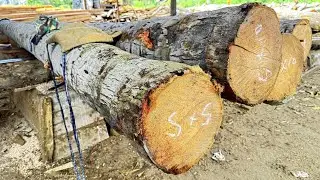Sustainable Sawmill, Eco-Friendly Practices in Coconut Tree Processing!