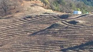 Historic drought takes toll on California's wine industry