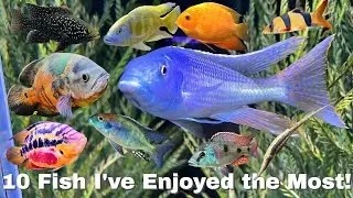10 Most Fun Fish to Own [and What Made them So Special]