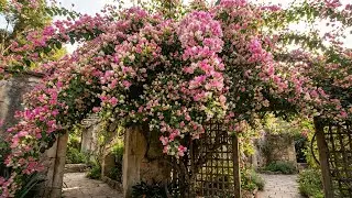 🌸 11/12 Al xịt thuốc cây Hoa Giấy – các  Đọt Non biến thành nụ Hoa.
