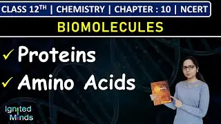 Class 12th Chemistry | Proteins | Amino Acids | Chapter 10: Biomolecules | NCERT