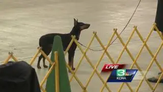 Cal Expo plays host to the &ldquo;Sacramento Dog Show&rdquo;
