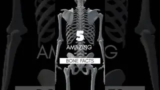 5 amazing bone facts #bonefacts #randomfacts #mindblowingfacts