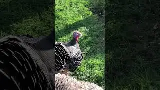 Turkey #turkey #birds #turkeybirds #bird #short #shorts