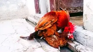 The Golden Rooster had a meeting with the hen in the water
