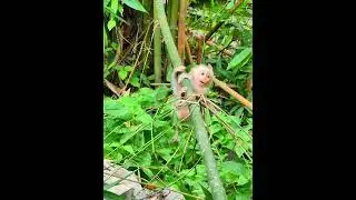 July-31-25 Jacee with Mom Joyce 014 #monkey #wildlife #libby
